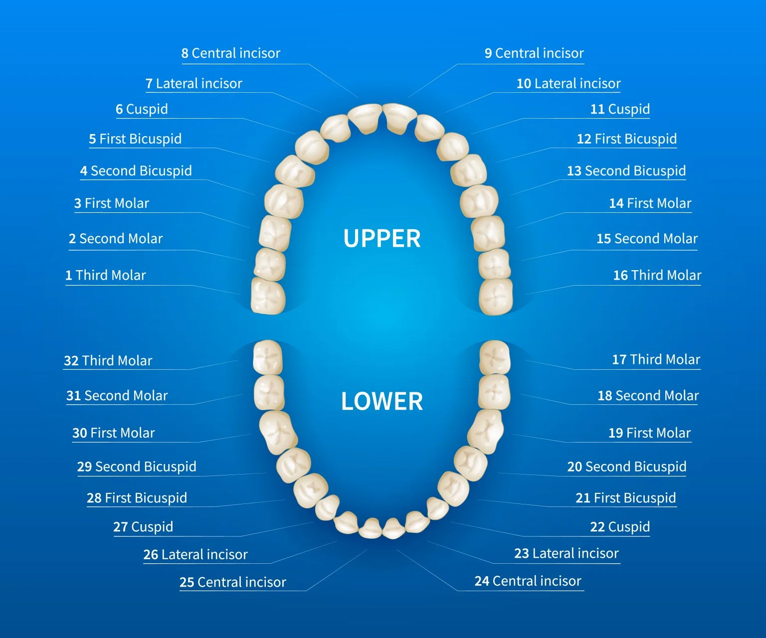 Teeth Diagram Reference